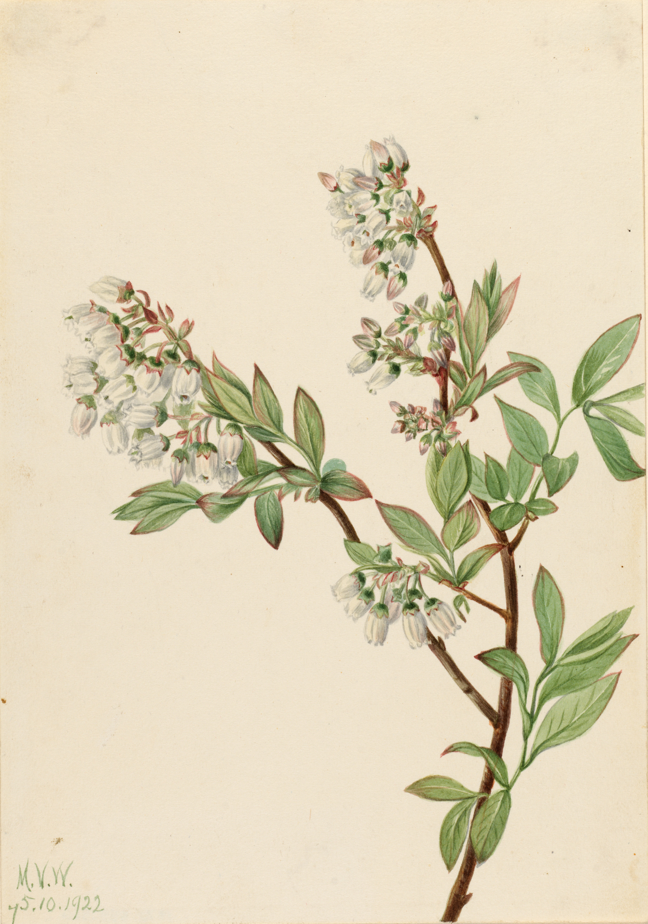 Mary Vaux Walcott, Highbush Blueberry (Vaccinium corymbosum)