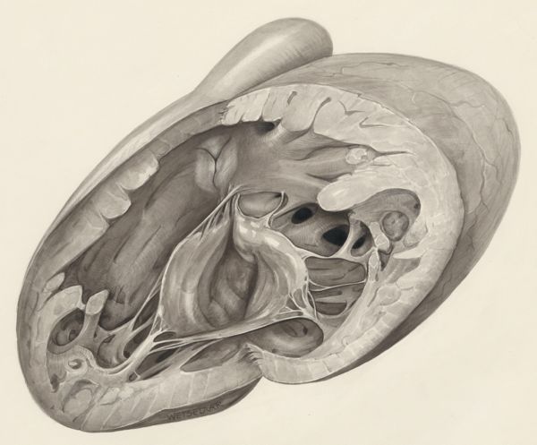 H.G Wetselaar, Heart