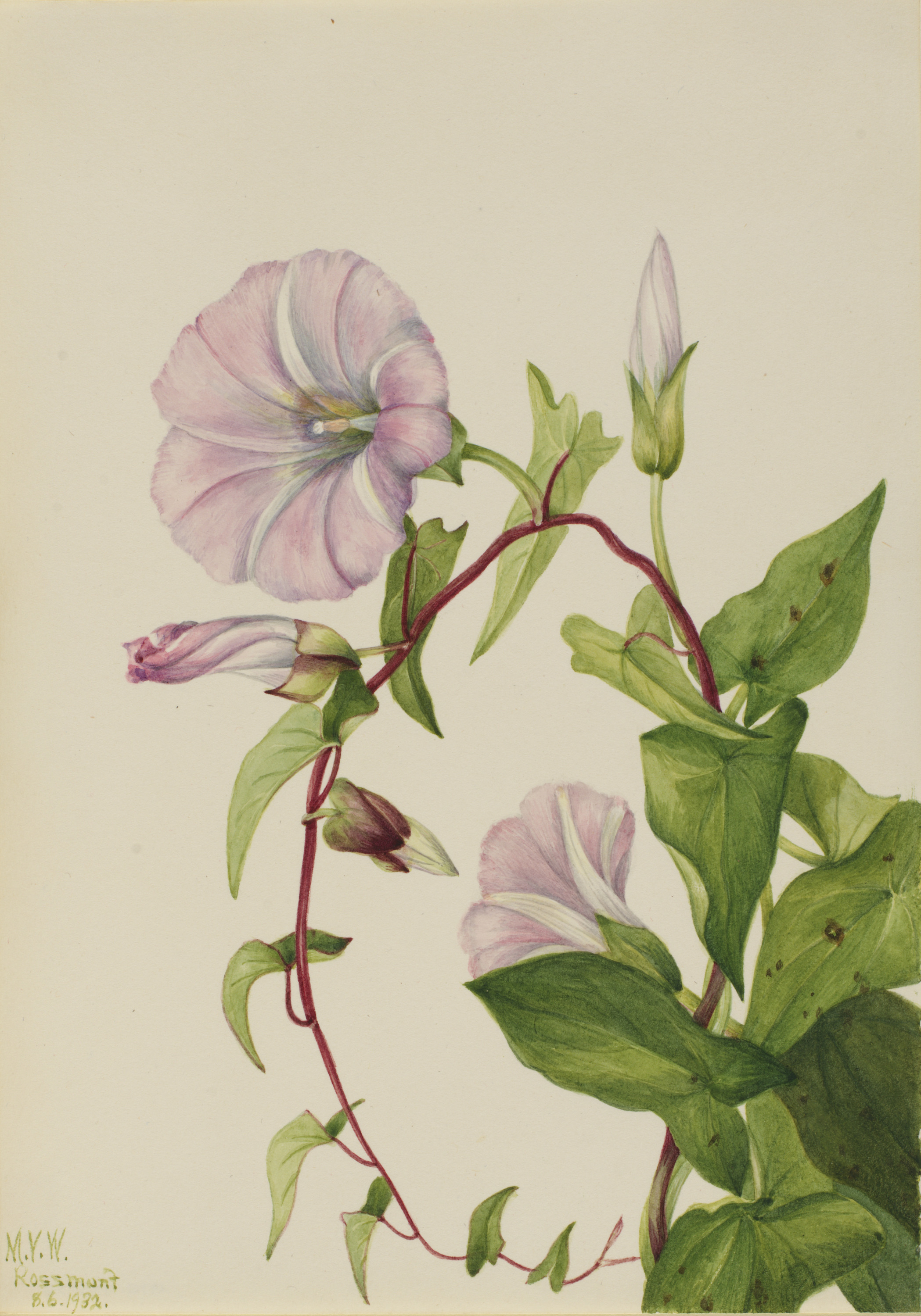 Mary Vaux Walcott, Hedge Bindweed (Calystegia (Convolvulus) sepium)
