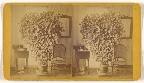 Unknown, [Room with large hearted-shaped ivy plant]