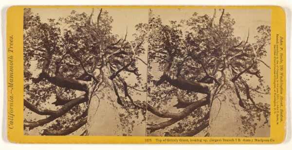 John P. Soule, Top of Grizzly Giant, looking up, (largest Branch 7 ft diam.) Mariposa Co