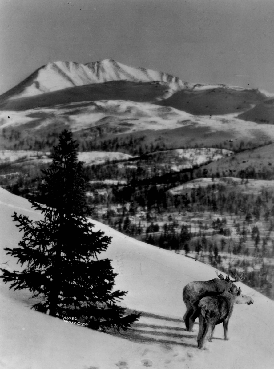 Anders Beer Wilse, Landskap ved Gaustatoppen med reinsdyr og skispor. Snødekte fjell.