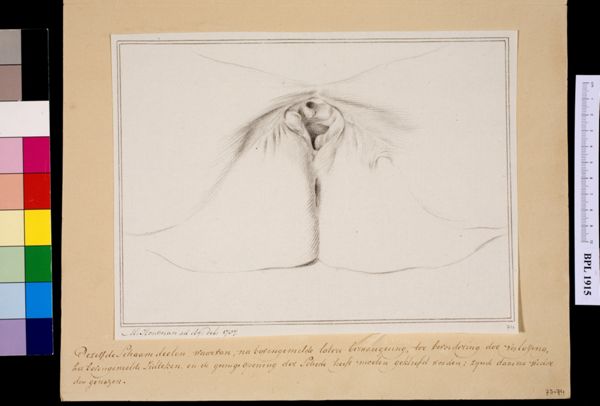 M Houtman, Female genitals