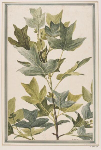 Unknown, Drawing