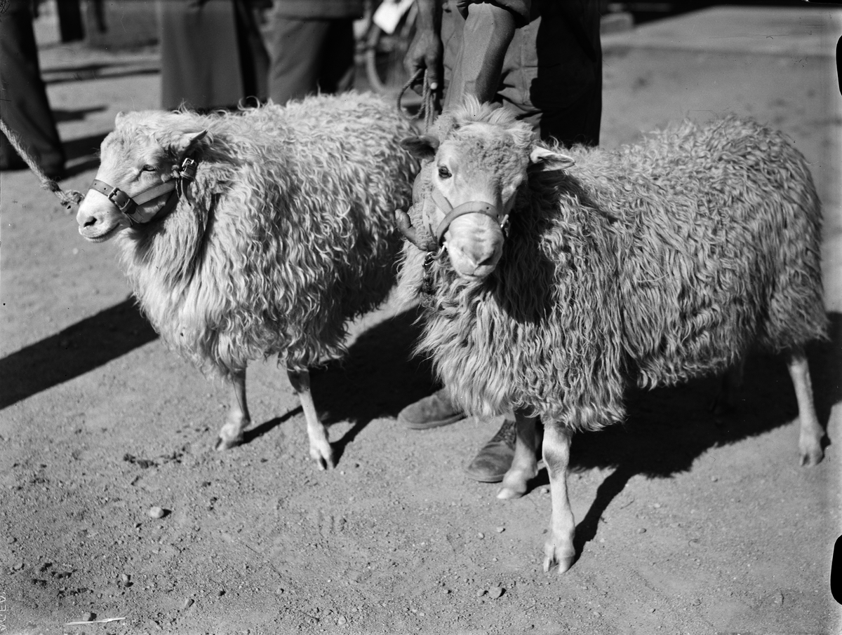 Paul Sandberg, “Record prices at the Birds Association auction” - baggar, Ultuna, Uppsala September 1942