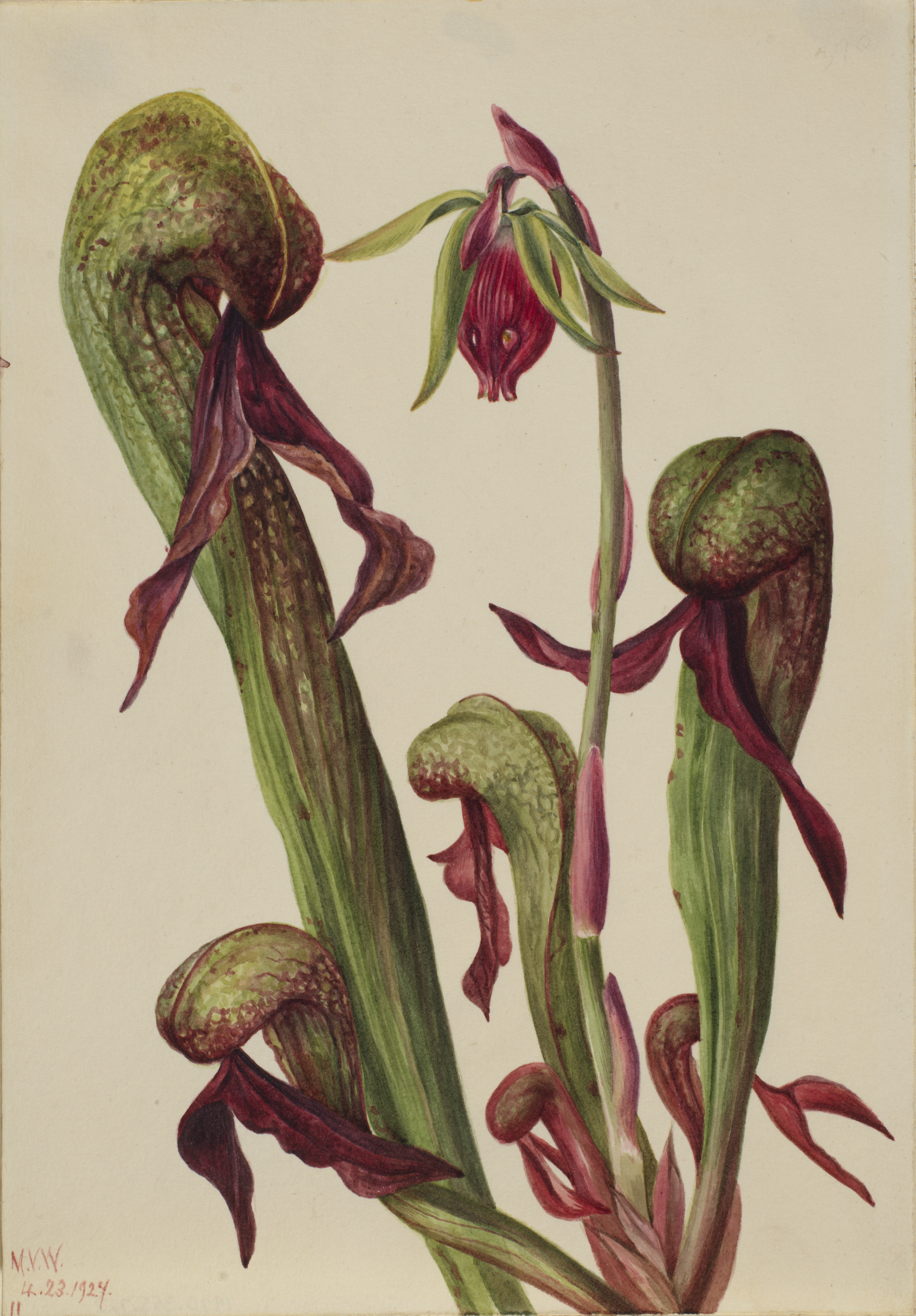 Mary Vaux Walcott, California Pitcherplant (Chrysamphora californica)
