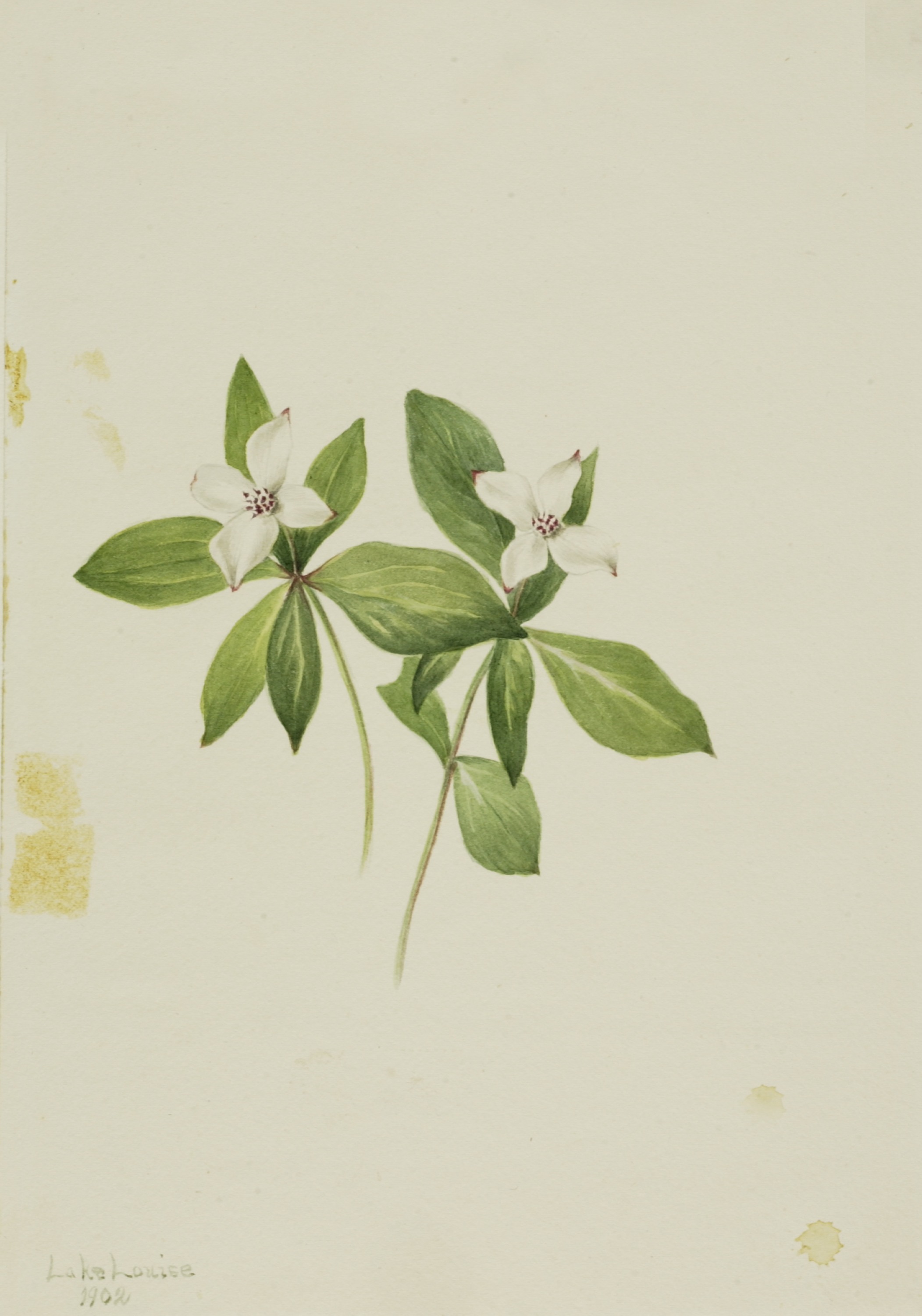 Mary Vaux Walcott, Bunchberry (Cornus canadensis)