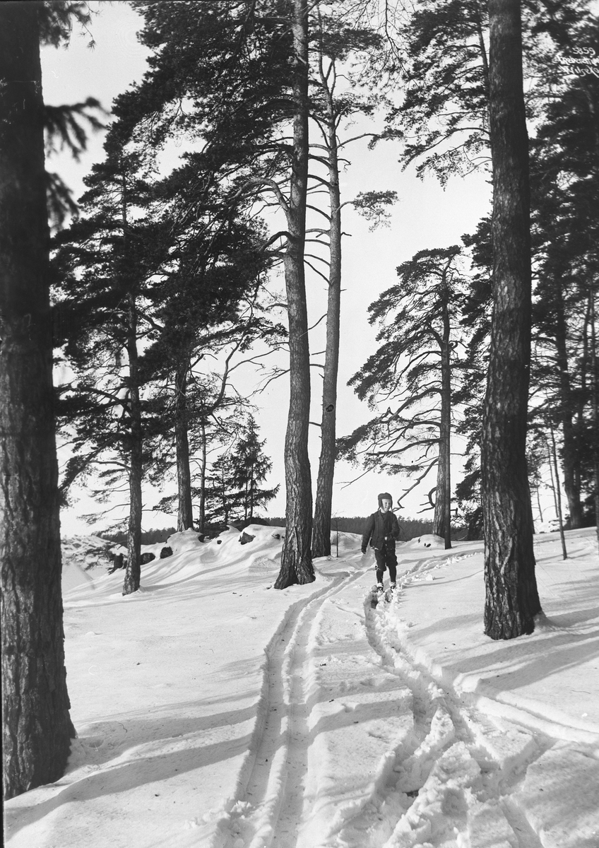 Anders Beer Wilse, Prot: Bygdø - Løipe gjennem Furuskog 1907