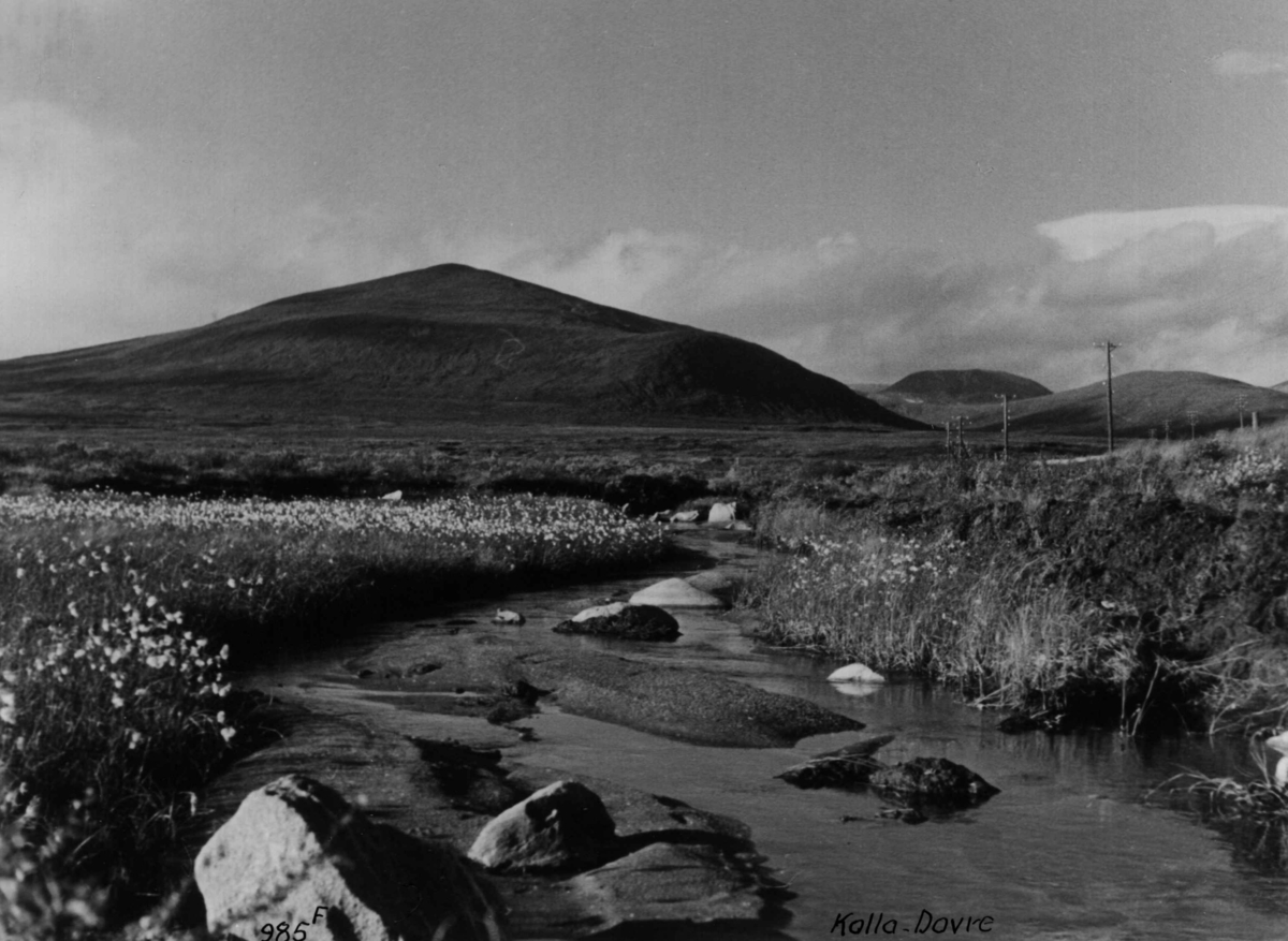 Anders Beer Wilse, Dovrefjell, Fjellvidde, Fjellbekk, Kolla