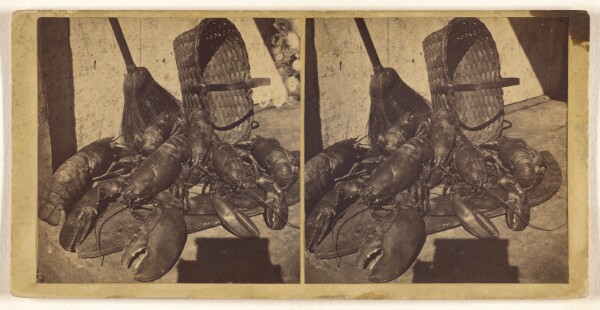 Unknown, [Lobsters]