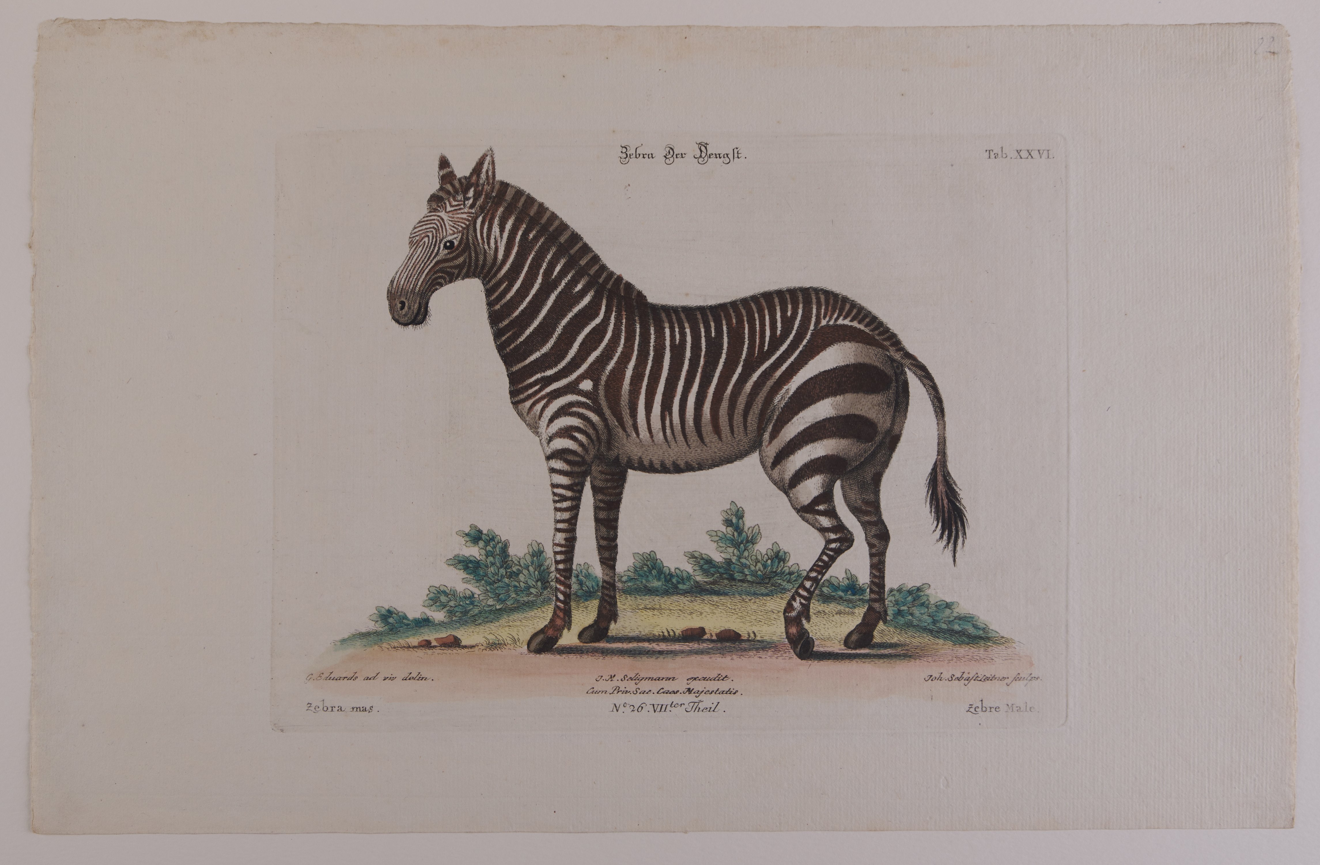 Johann Sebastian Leitner, Zebra, Der Hengst, Nachstich aus dem Werk „Gleanings of Natural History“