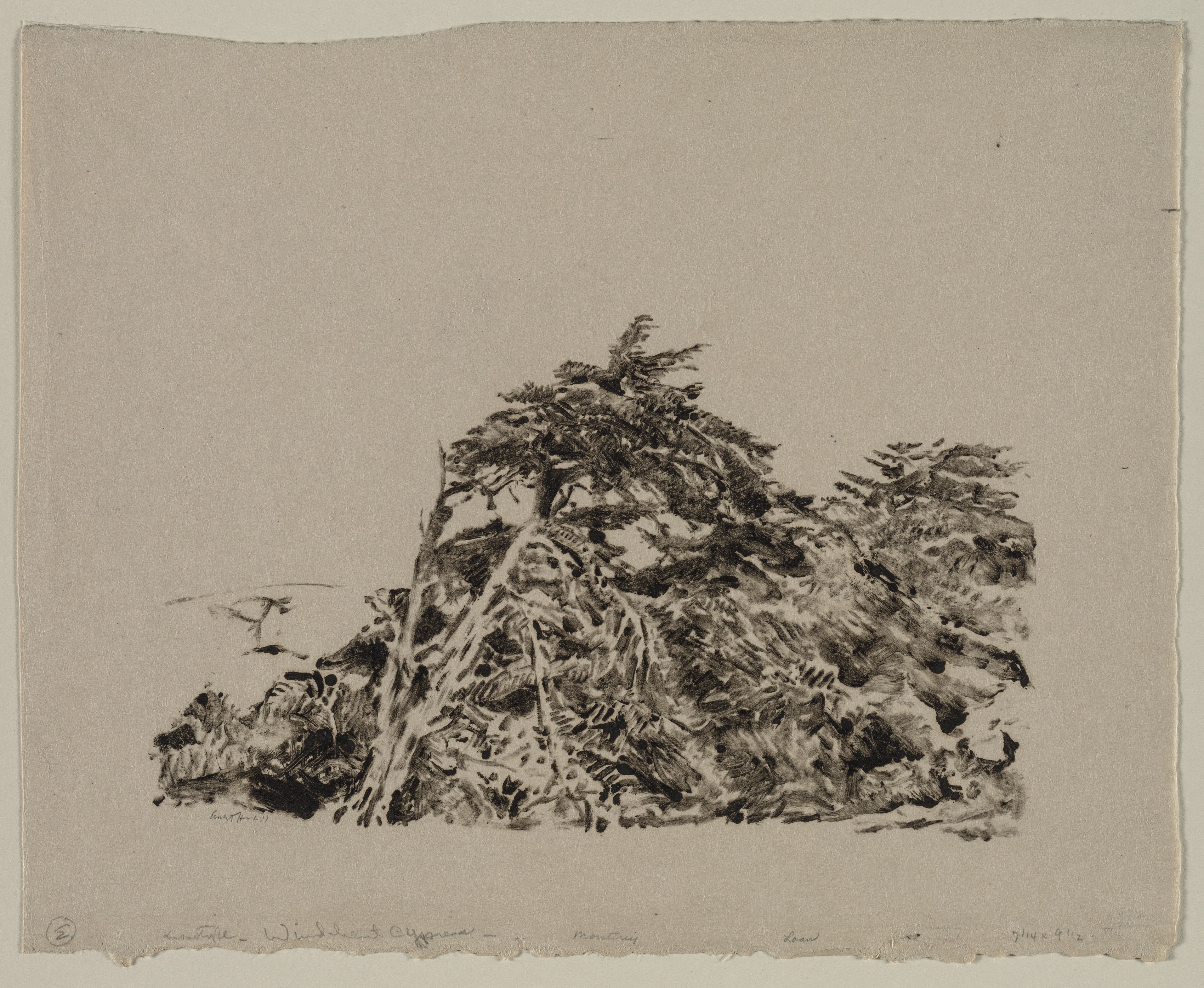 Ernest Haskell, Windbent Cypress