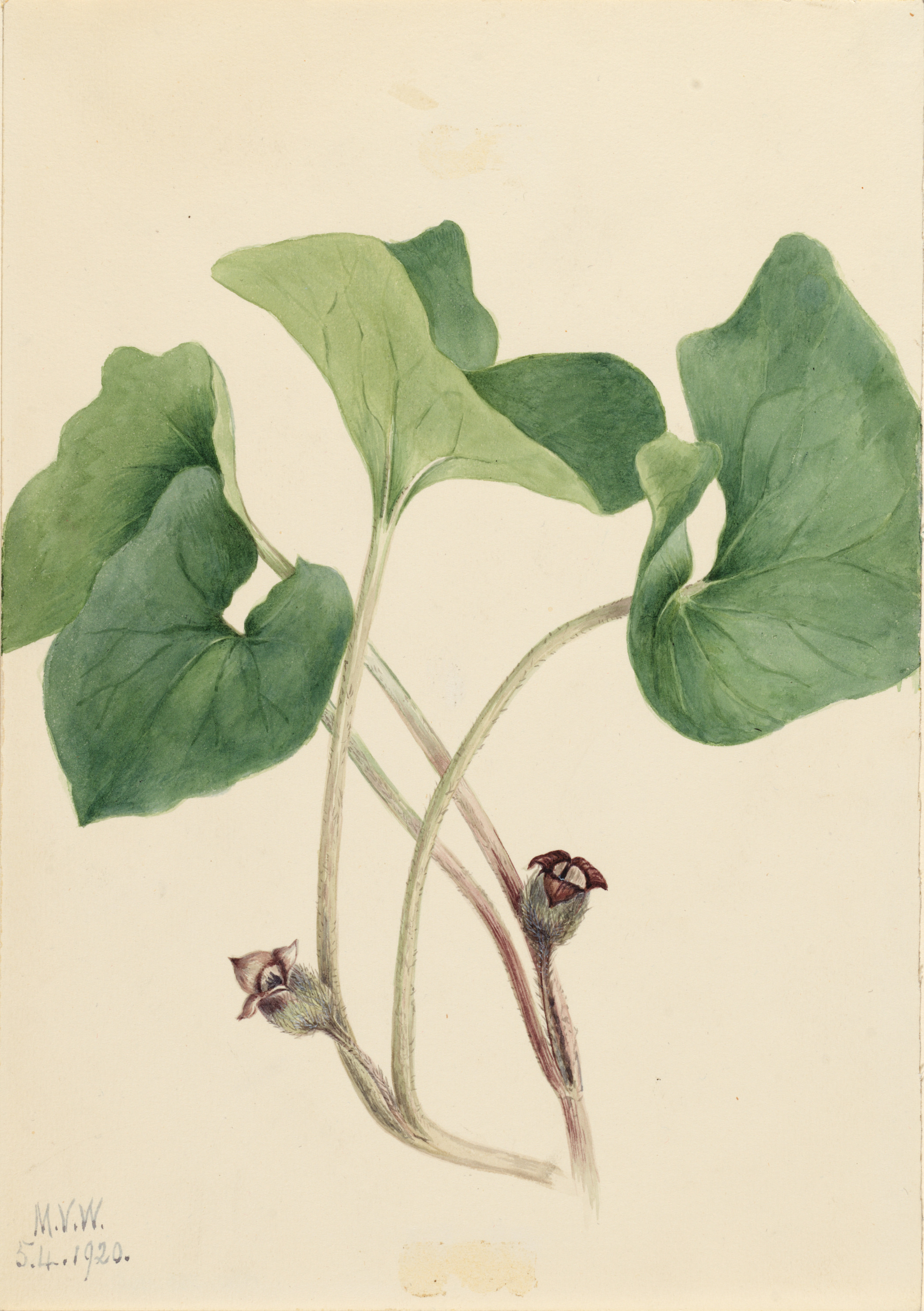 Mary Vaux Walcott, Canada Wild Ginger (Asarum canadense)