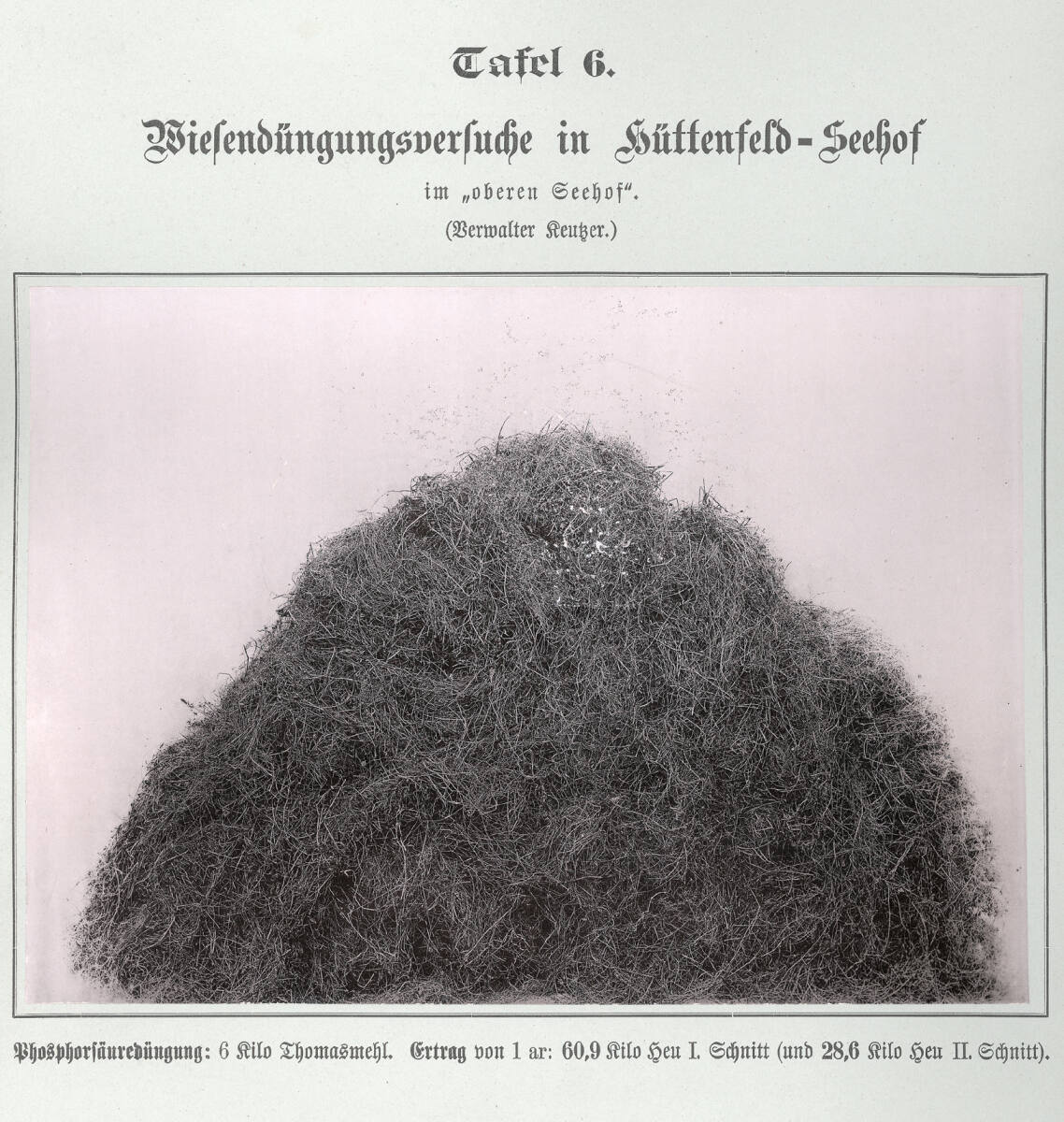 Anonym, Tafel 6. - Wiesendüngungsversuche in Hüttenfeld-Seehof. Phosphorsäuredüngung