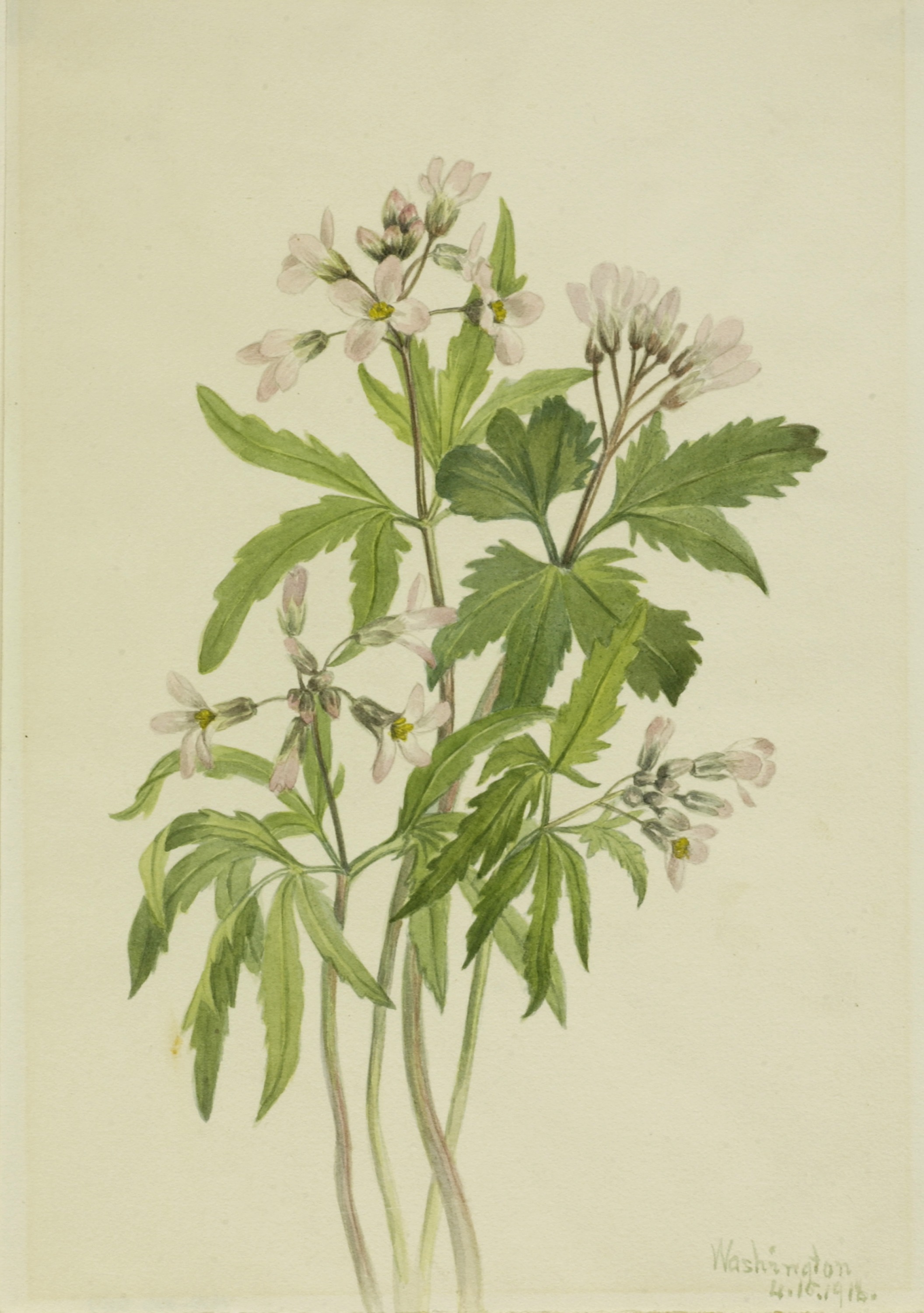 Mary Vaux Walcott, Cut Toothwort (Dentaria laciniata)