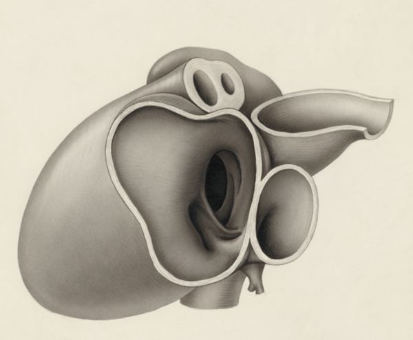 J Tinkelenberg, Embryonic heart