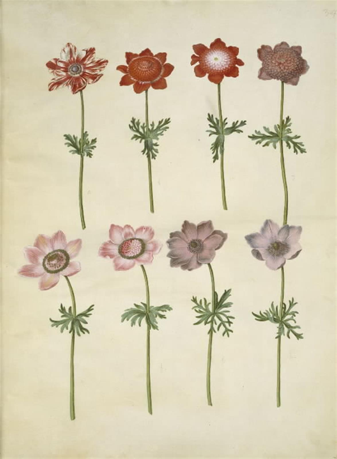 Hans Simon Holtzbecker, Anemone coronaria (fransk anemone)