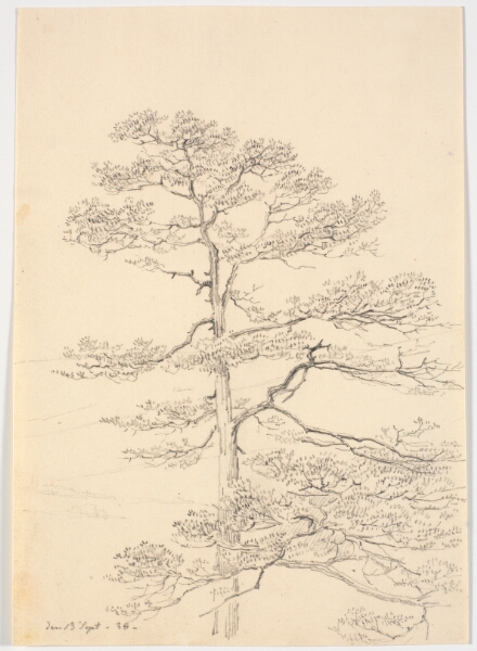 Martinus Rørbye, Et fyrretræ