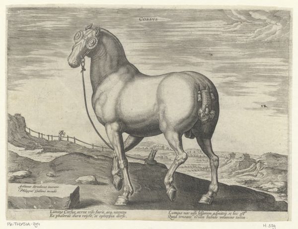 Collaert, Hans, (approximately 1530-1581), (printmaker), The stable of Don Juan of Austria: Corsus