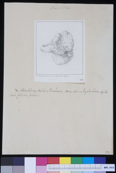 M. Houtman, Heel bone