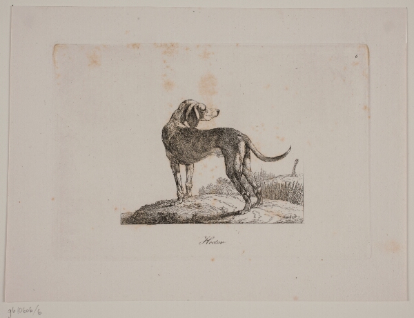 Christian David Gebauer, Hector