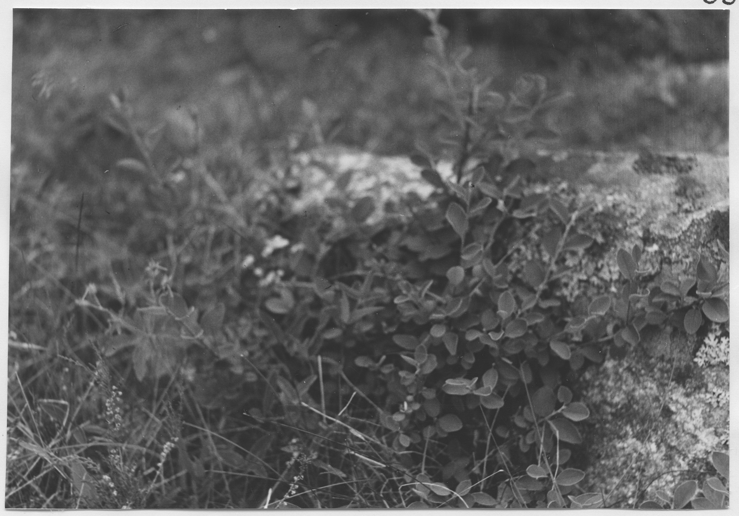 Mårten Sjöbeck, Skärfälten, örtvegetation Cotoneaster