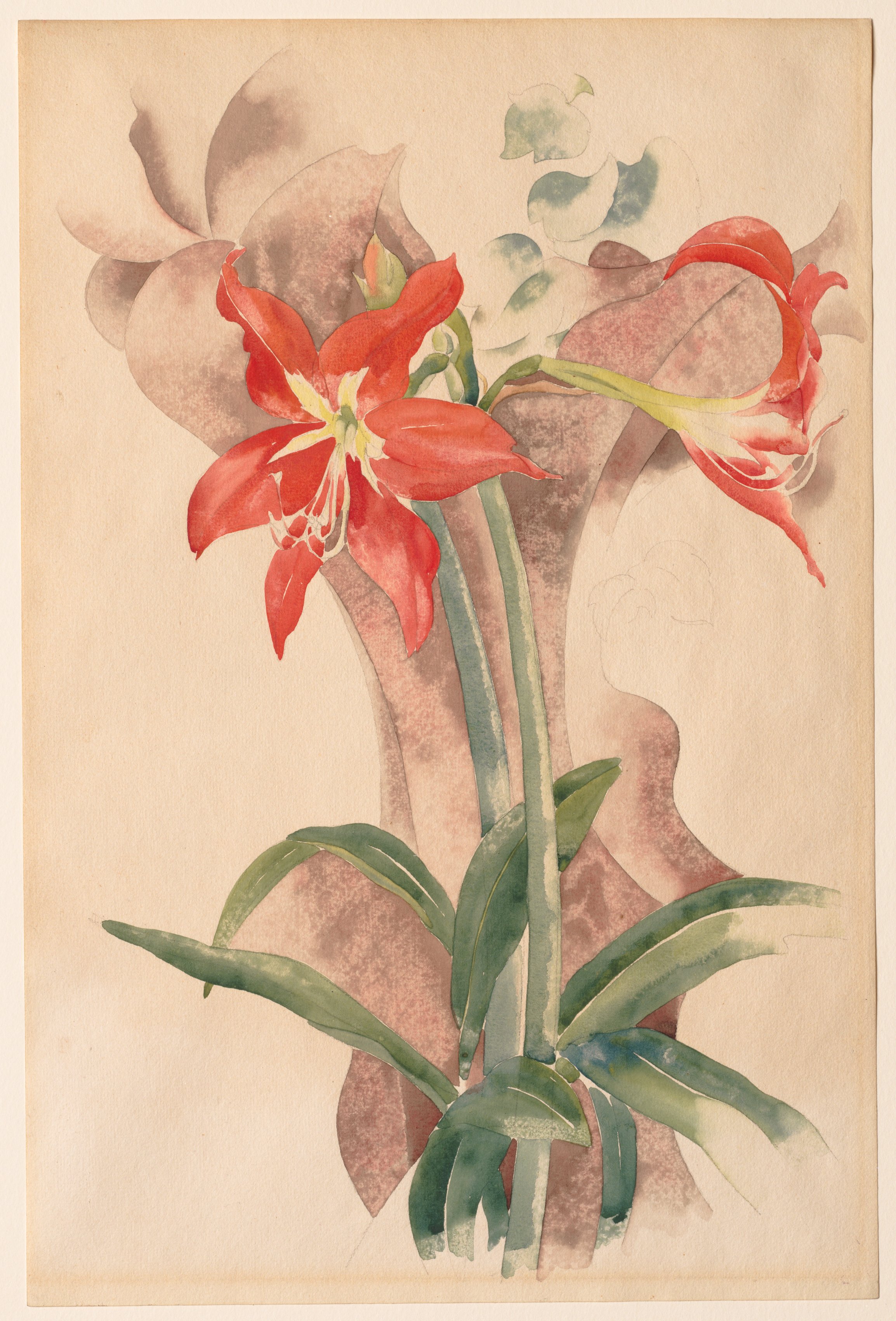 Charles Demuth, Amaryllis