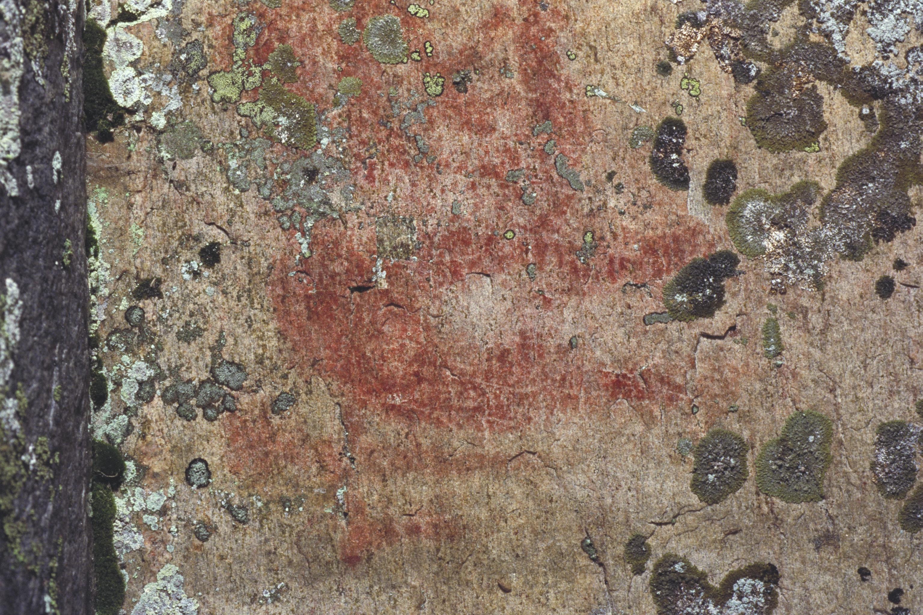 Bengt A Lundberg, Blomskog 146