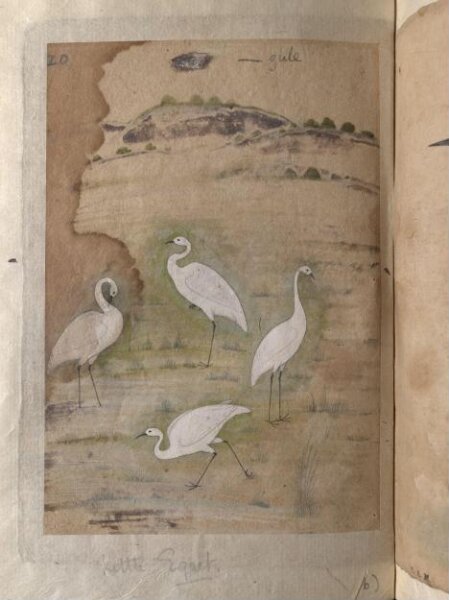 Unknown, Depictions of a Bar-headed goose and four Little egrets