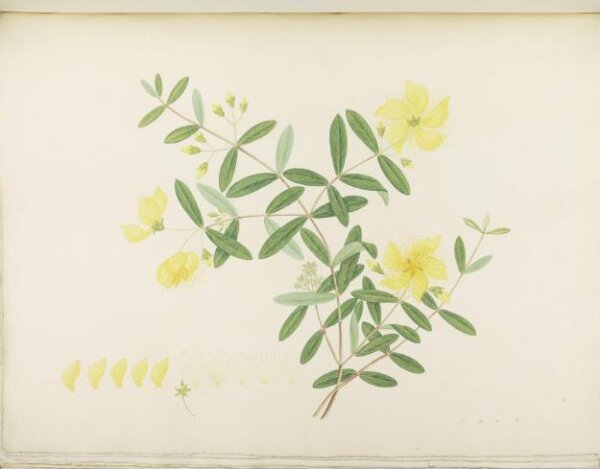 unknown, Flowers and Fruits