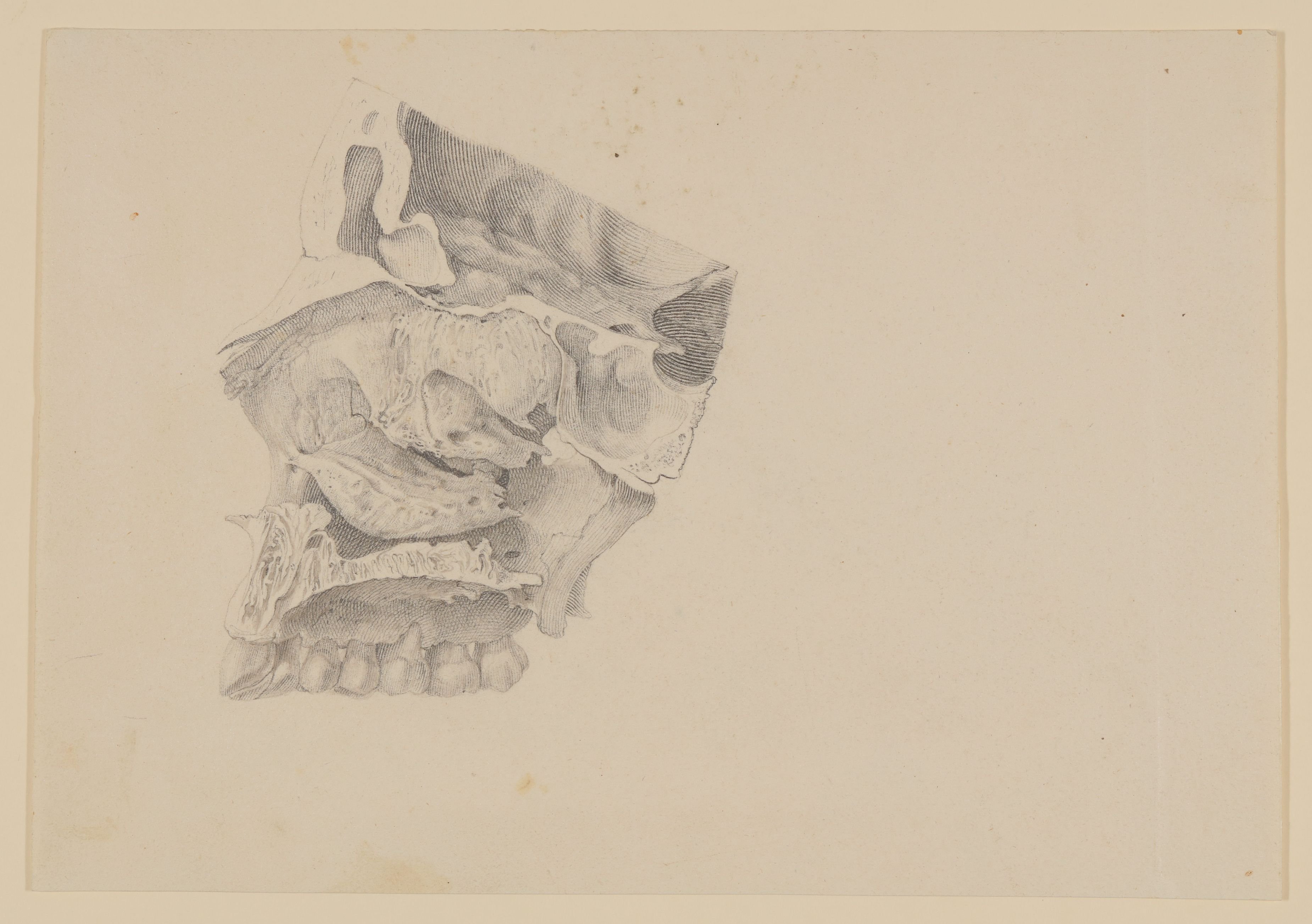 Christian Koeck, Knochengerüst für die äussere Wand der rechten Nasenhöhle bei einer vierundzwanzigjährigen Frau [Vorzeichnung zu Samuel Thomas Soemmerring, Abbildungen der menschlichen Organe des Geruchs, Frankfurt am Main 1809, Tafel 5 ("schattierte" Darstellung)]