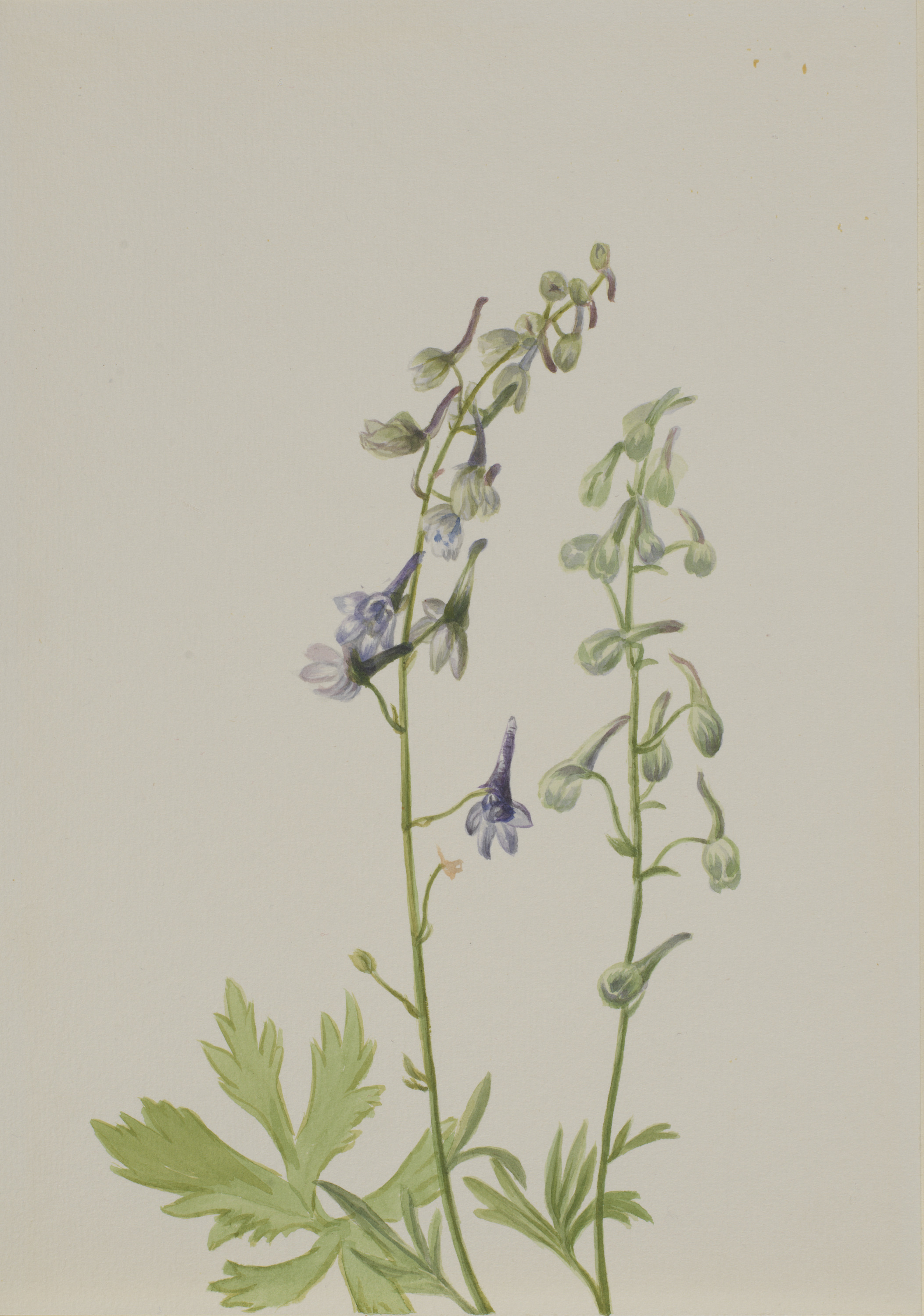 Mary Vaux Walcott, Delphinium (Delphinium scopulorum)