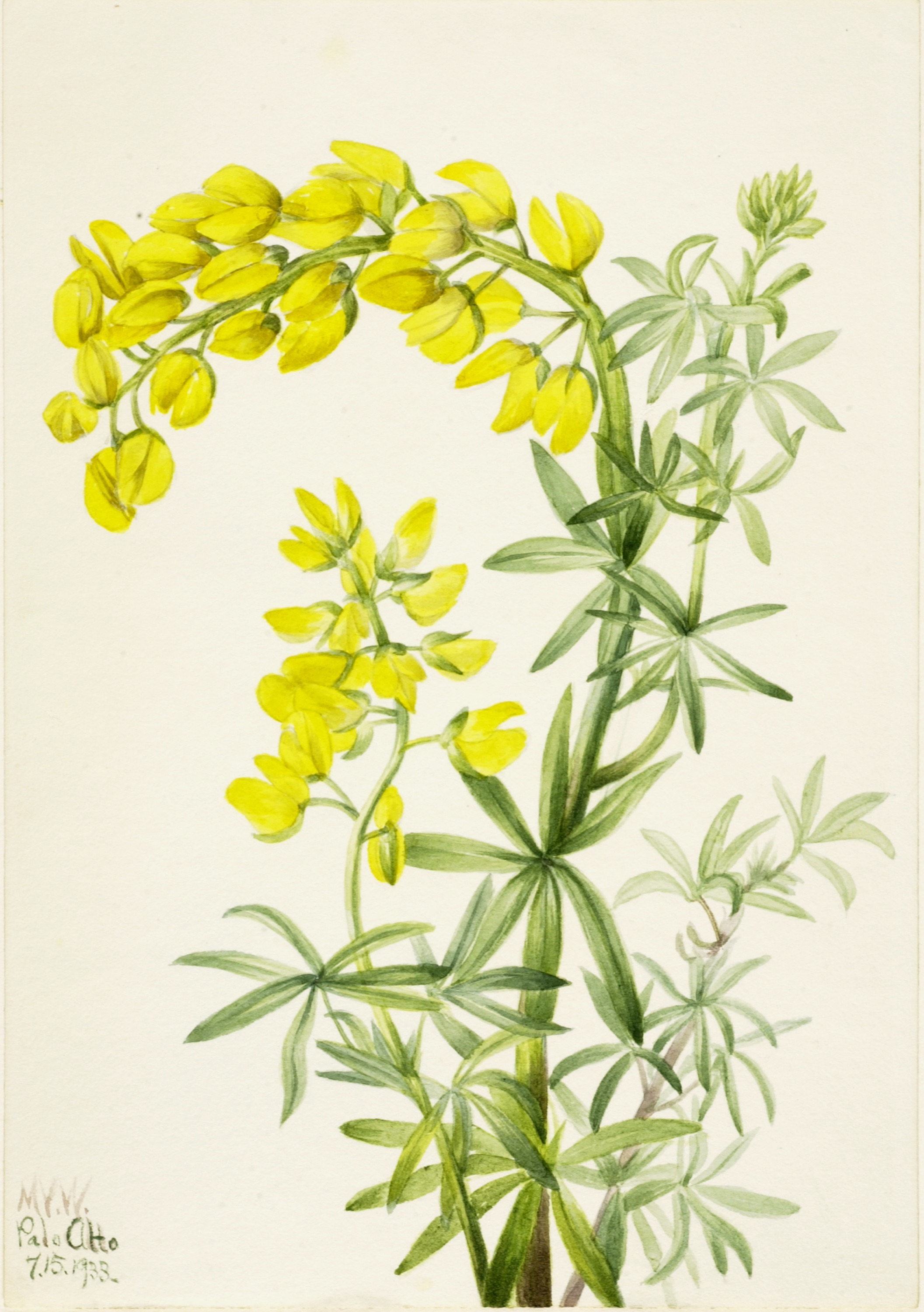 Mary Vaux Walcott, Yellow Lupine (Lupinis arboreus)