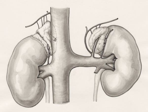 J Wetselaar-Whittaker, Kidneys and the adrenal glands