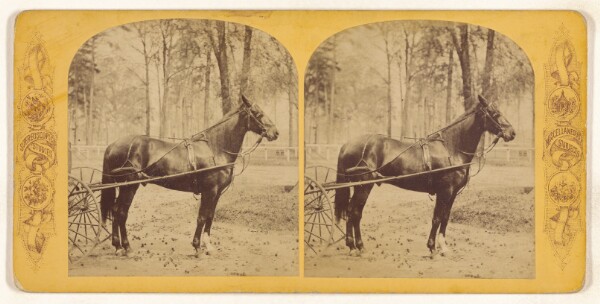 Unknown, Horse....Josh Billings, Macon, Georgia