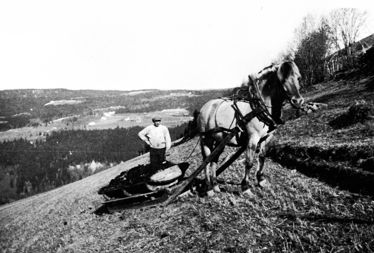 Anno Domkirkeodden, Møkkjøring med hest og møkkbrett på Hovdebakken i Furnes.
