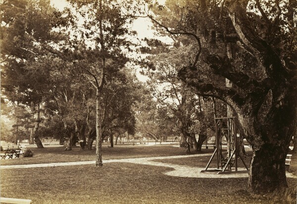 Carleton Watkins, [Park near Hotel del Monte, Monterey?]