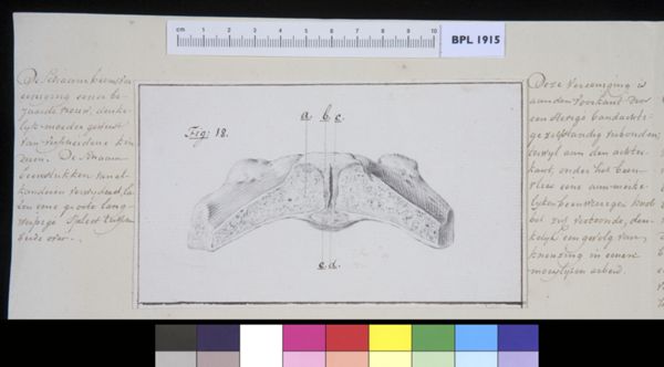 M Houtman, Pubis bone
