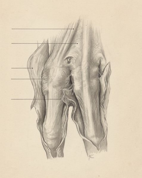 J Tinkelenberg, Musculoskeletal system of the upper extremity