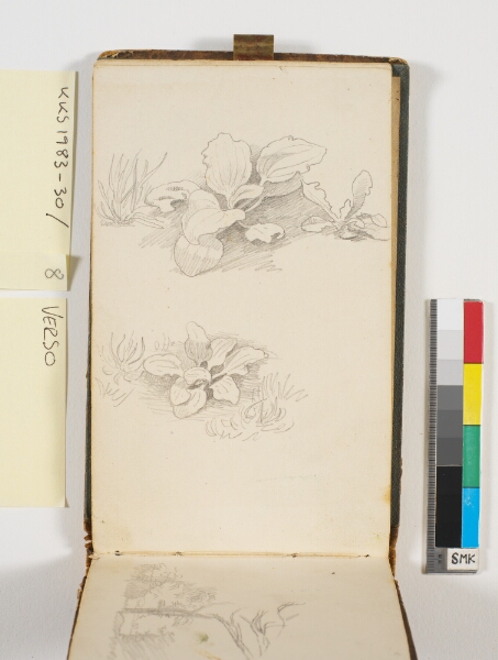 P.C. Skovgaard, To plantestudier