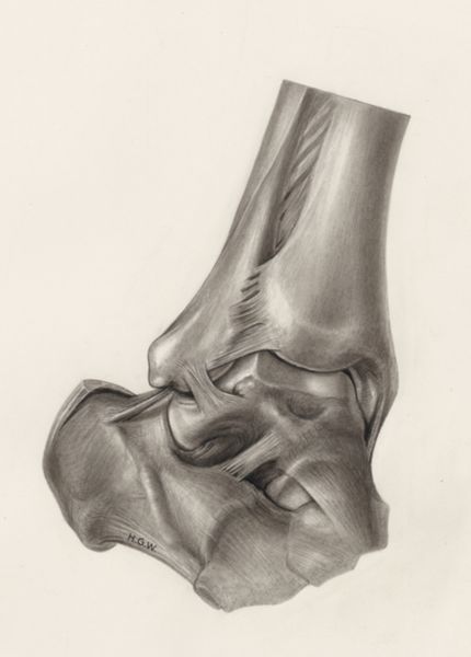 H.G Wetselaar, Musculoskeletal system of the lower extremity