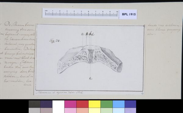 M Houtman, Pubis bone