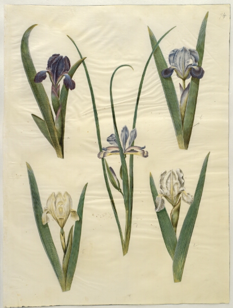 Hans Simon Holtzbecker, Iris pumila (lav iris) eller Iris lutescens (dværg-iris); Iris graminea (græsbladet iris)