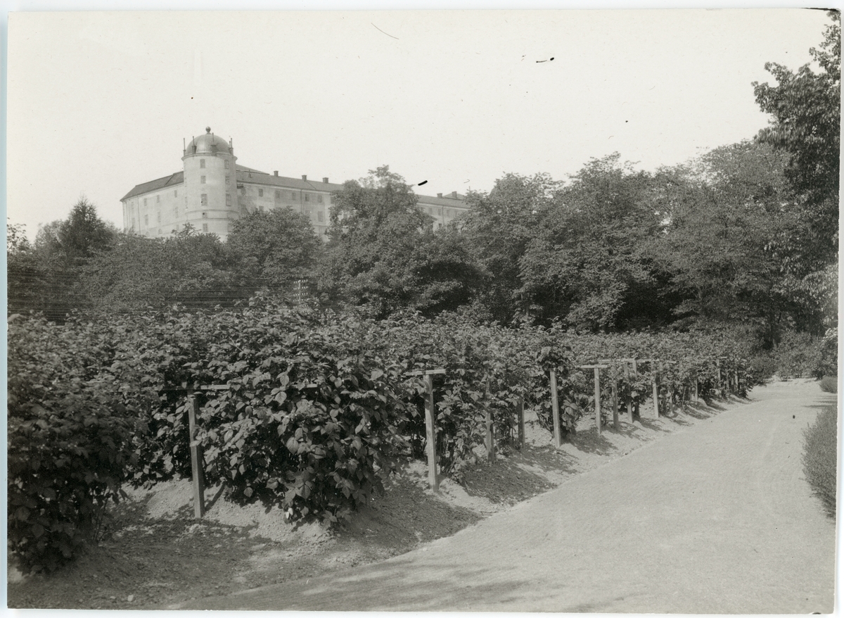 Nils Matton Sjöberg, Vy över Stadsträdgården mot Uppsala slott