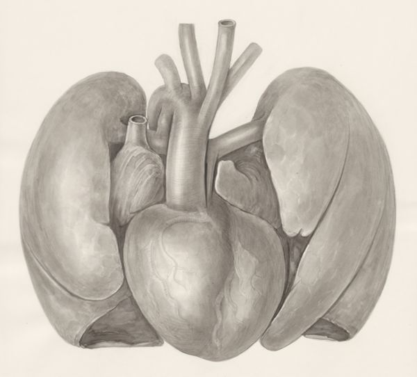 H.G Wetselaar, Heart and adjacent organs