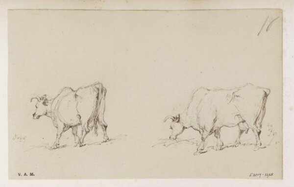 George Chinnery, Two drawings of a cow