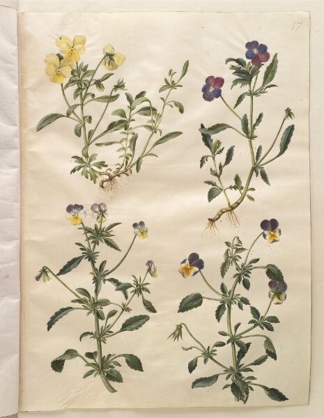 Hans Simon Holtzbecker, Viola cornuta (horn-viol); Viola tricolor (almindelig stedmoderblomst)