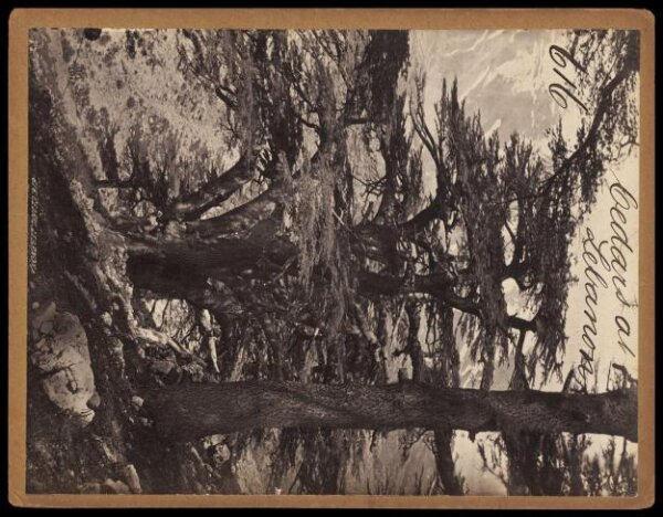 Francis Frith, Cedars of Lebanon