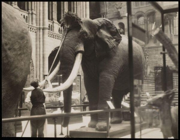 Hoppé, Emil Otto, Dusting the elephant, Natural History Museum