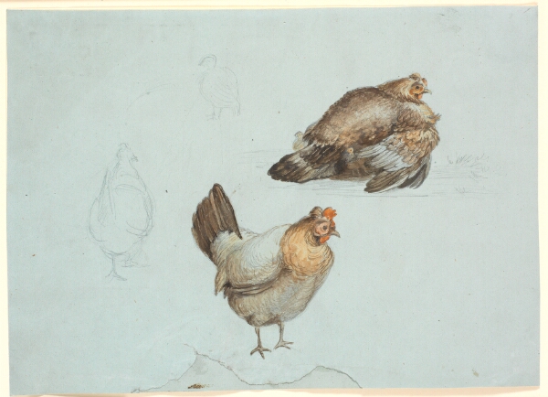 Theodor Philipsen, Høns. Studie